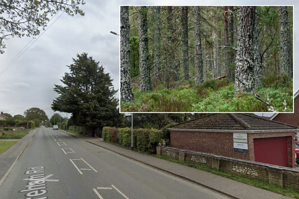 Scots Pine/Dereham Rd