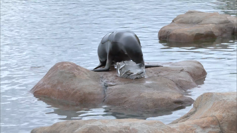 Sea Lion chomps down on fishy ice block