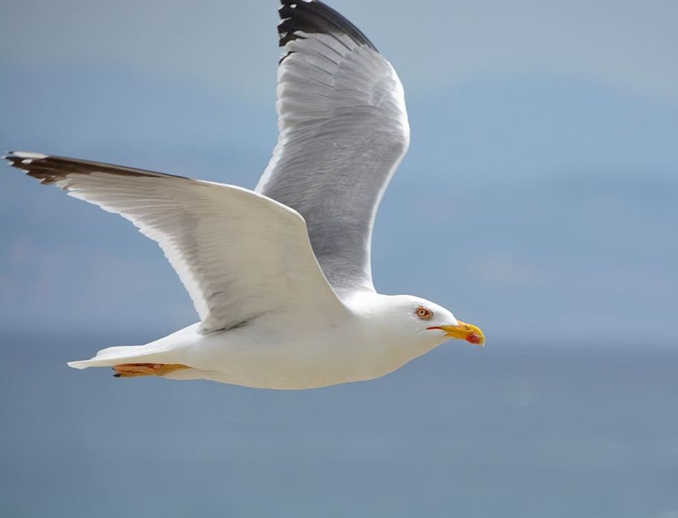 UK landlocked town invaded by ‘apocalyptic' swarm of 3,000 seagulls