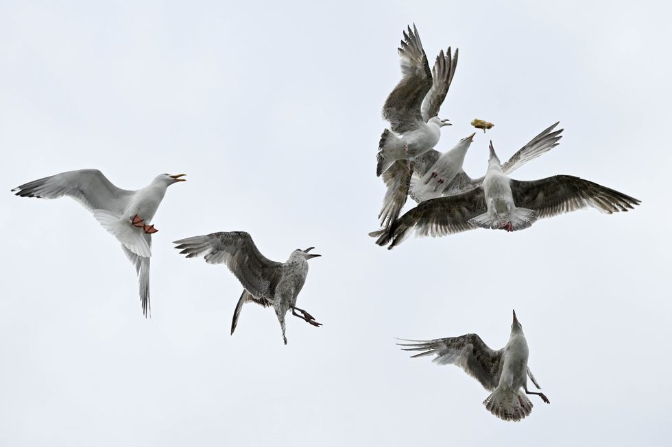 Seagulls