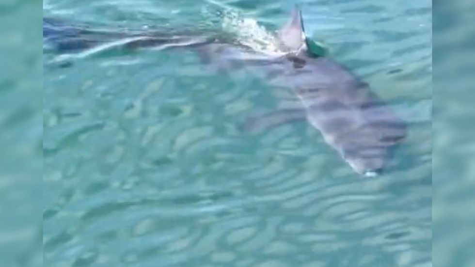 Shark spotted in British harbour waters as onlooker left horrified