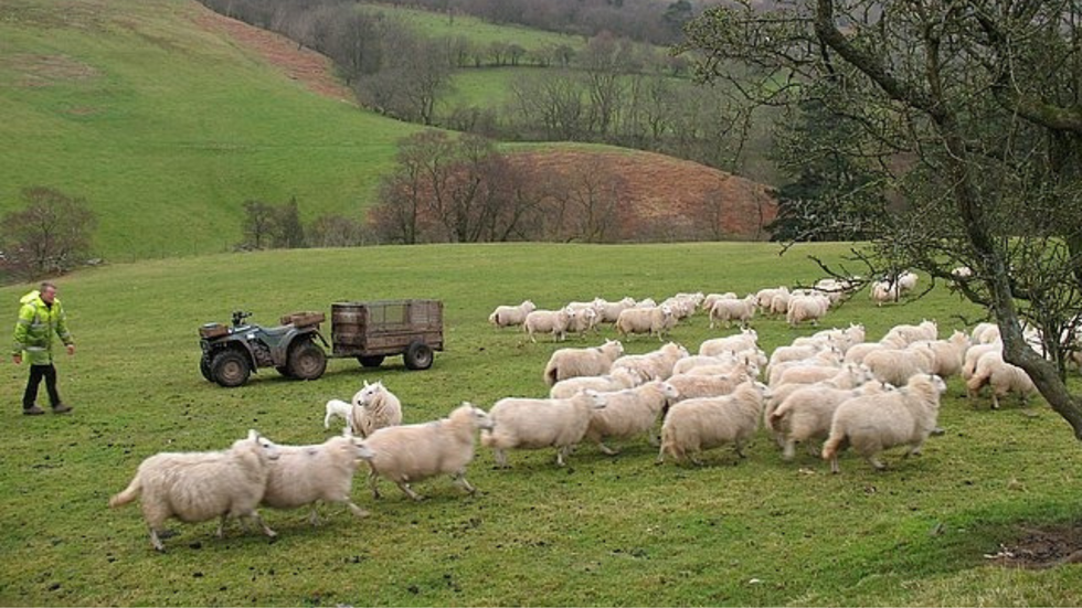 Sheep on a farm