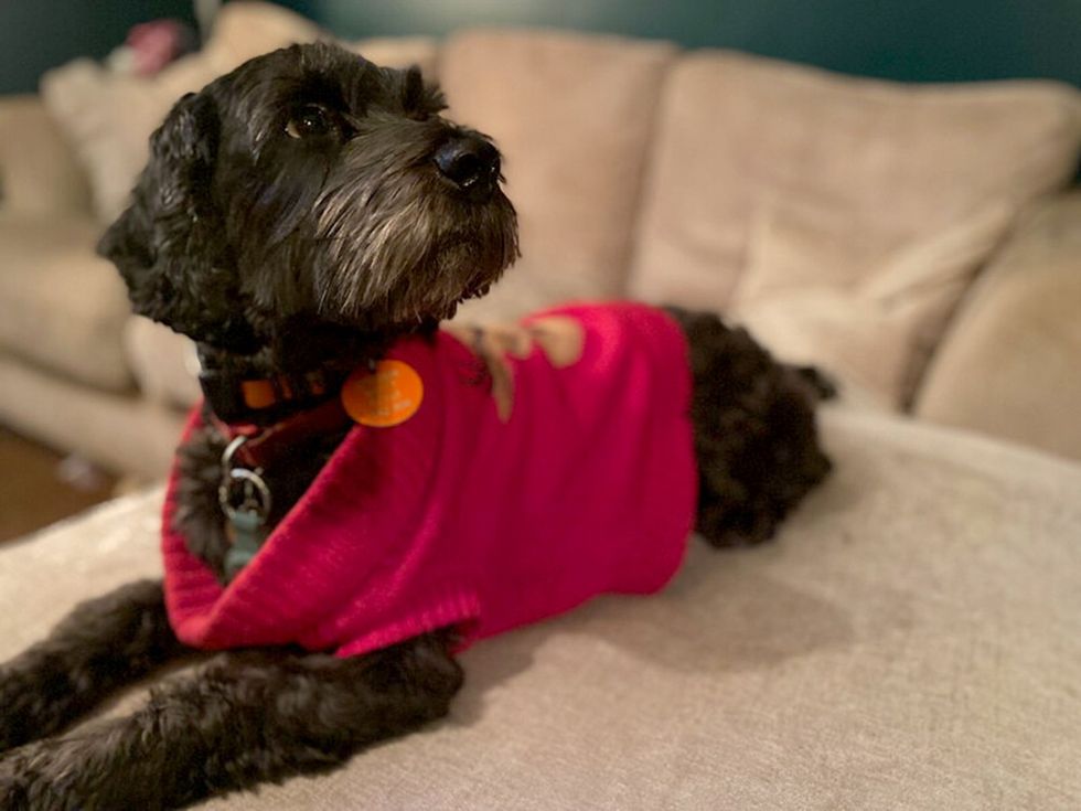 Six-year-old Cockapoo Lola, who was found by The Mumbles RNLI volunteer lifeboat crewu200b