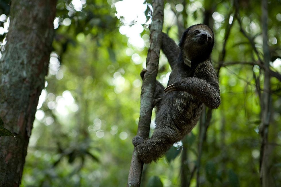 Sloth in Amazon Rainforest