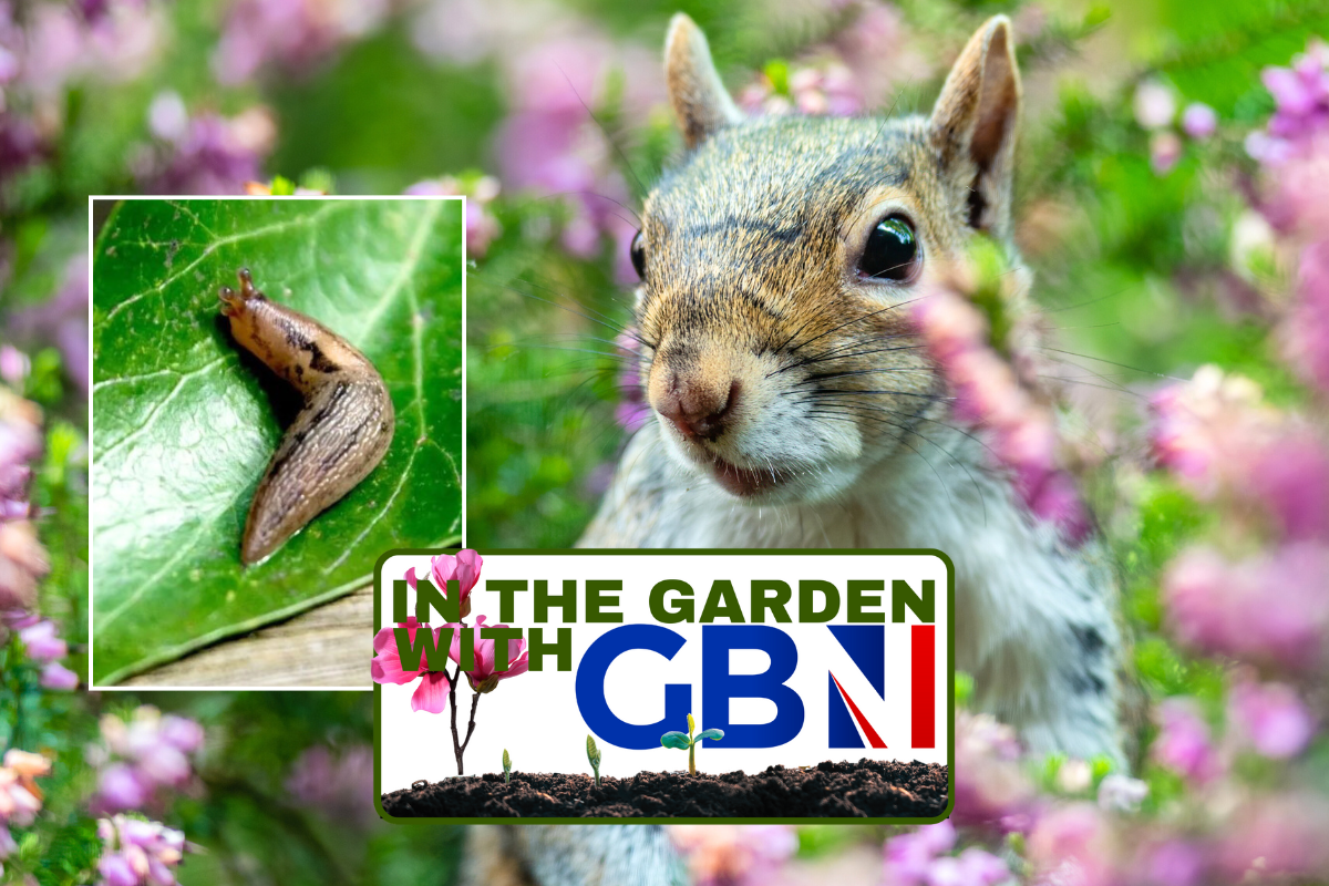Slug / squirrel in garden 