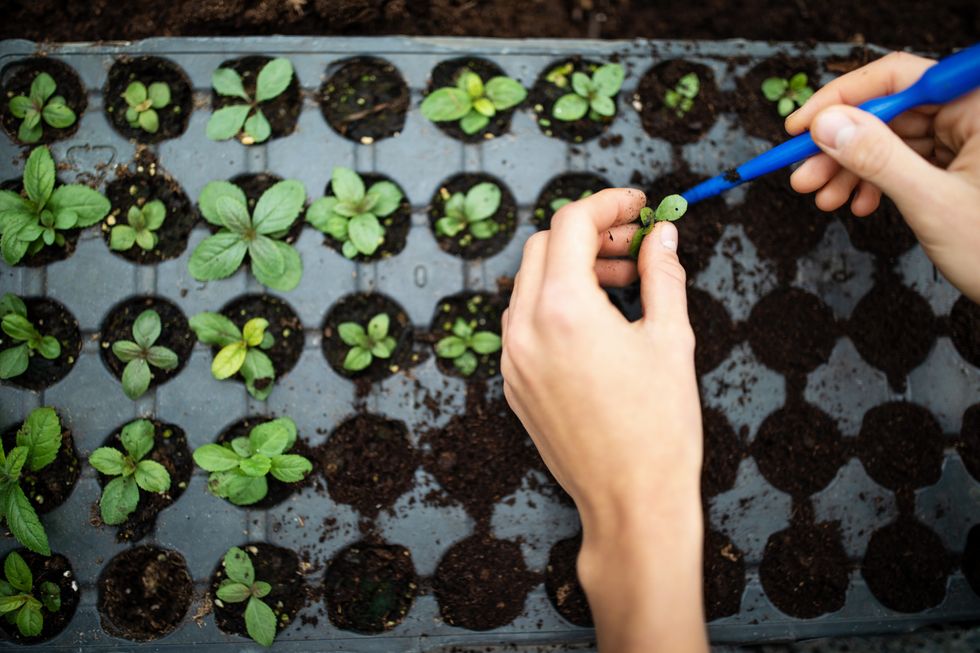 August gardening: Two ‘great performers’ to sow this month for crops 'in as little as four weeks'