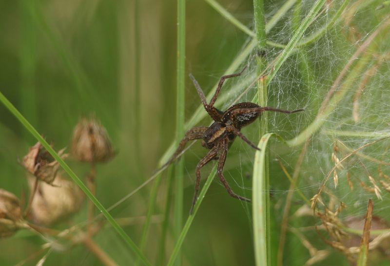 Spider on a web