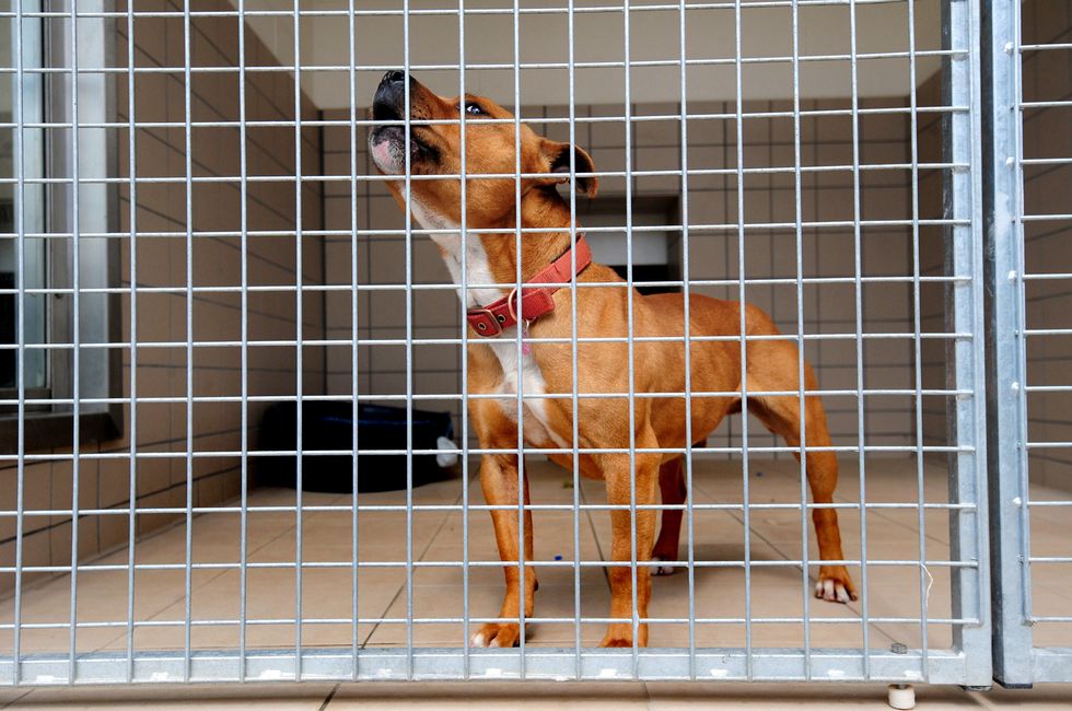 Staffordshire Bull Terrier at RSPCA Centre Newbrook Farm, Frankley Birmingham.