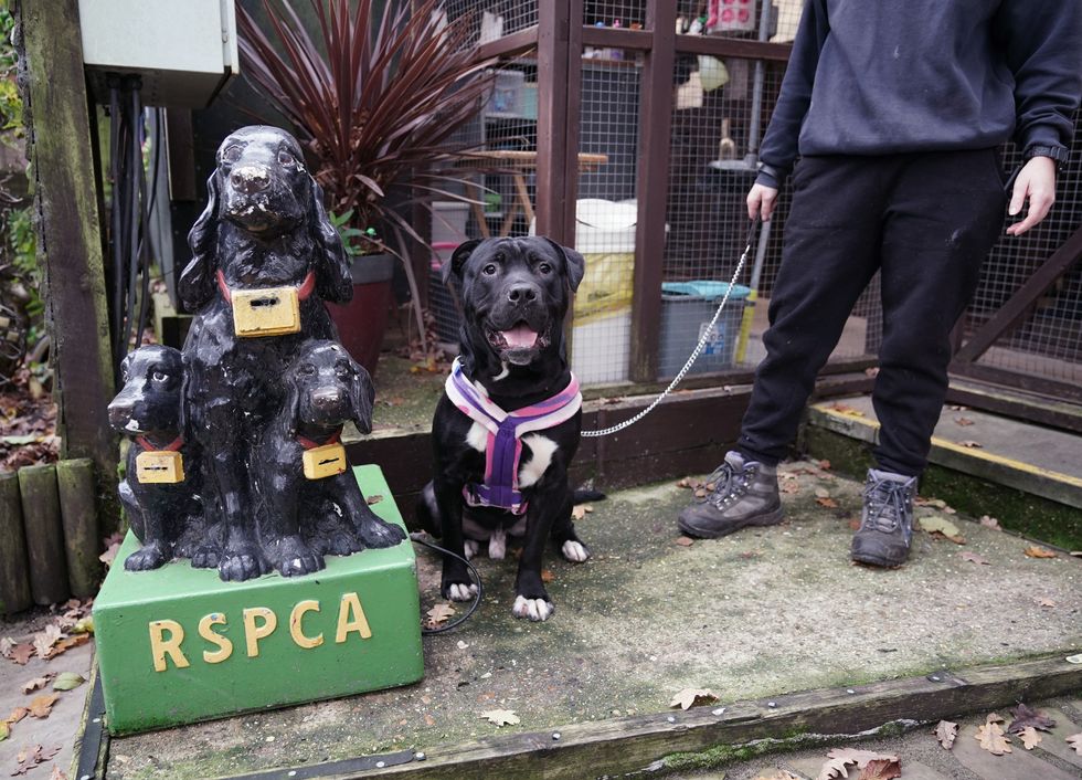 Staffordshire bull terrier cross who was given up for adoption after the owner could not afford him, is taken for a walk by staff member Fiona Underwood, at the RSPCA Animal Rehoming centre in Uxbridge, London.