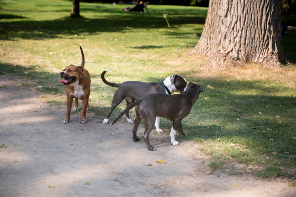 Stock image of XL bullies