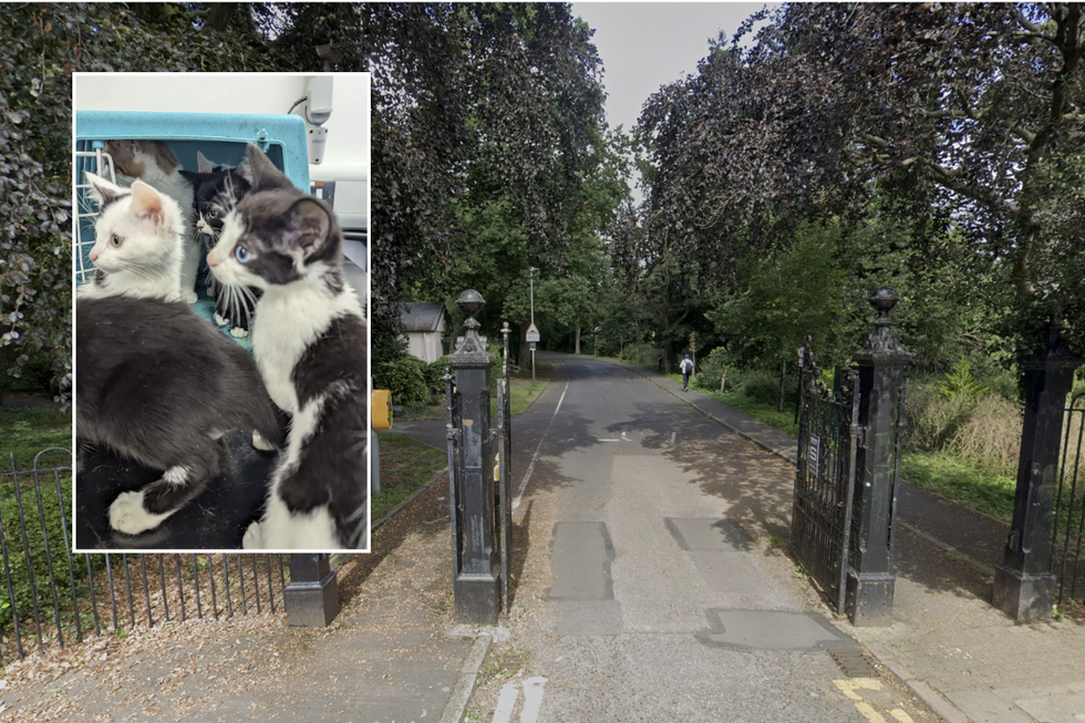 The cats were found near the entrance to Western Park in Leicester