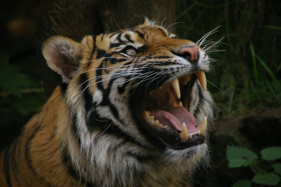 Tiger at Edinburgh Zoo