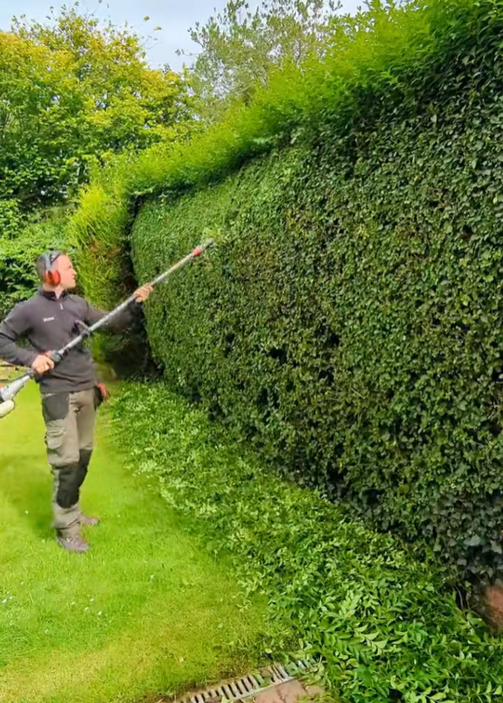 TikTok of hedge