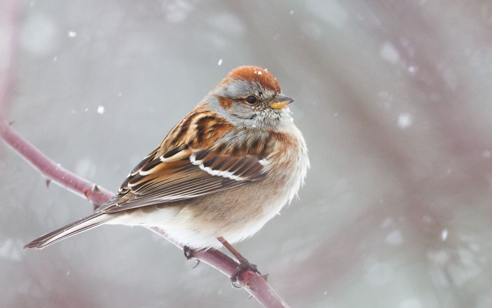 Tree sparrow