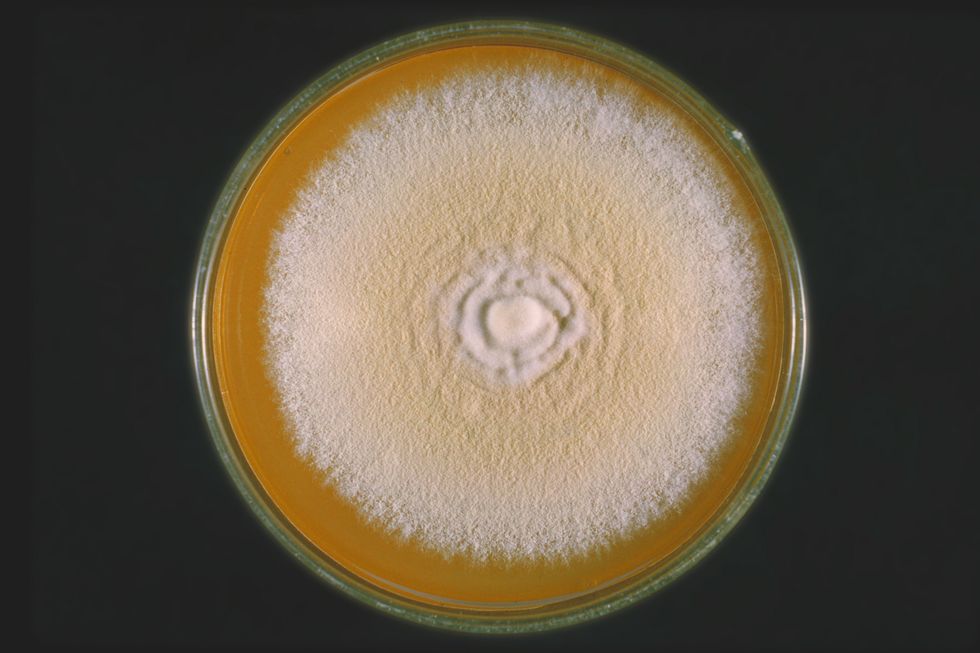 Trichophyton mentagrophytes fungus