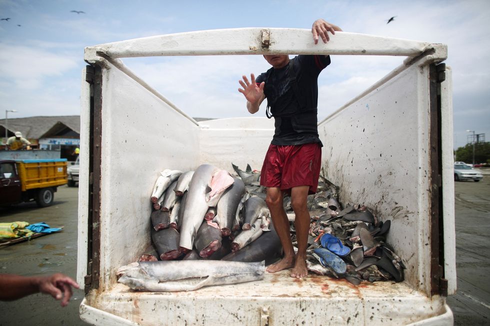 truck full of dead sharks