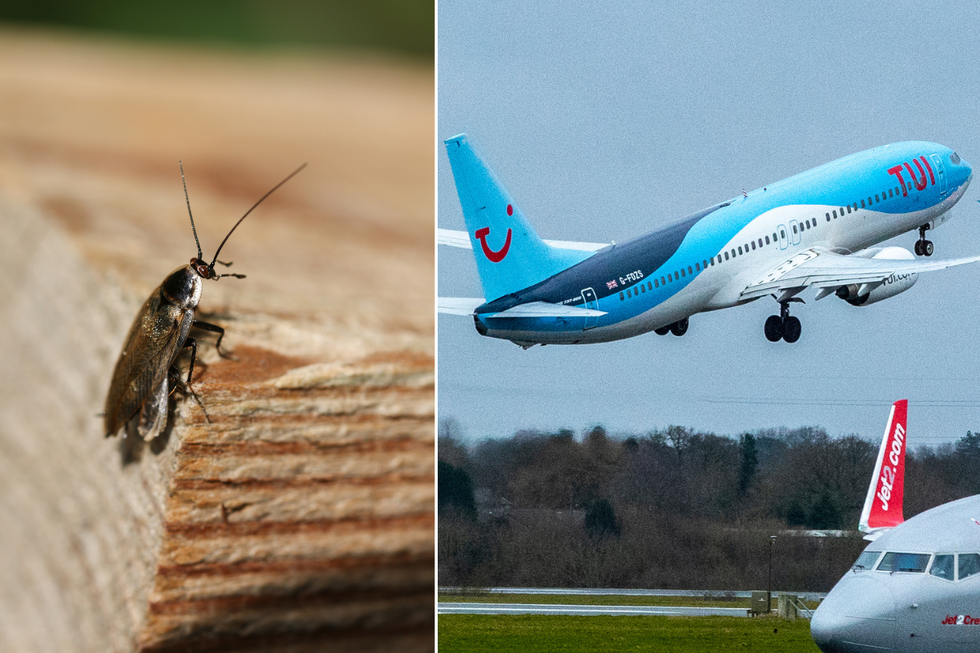 Tui flight; cockroach (stock)