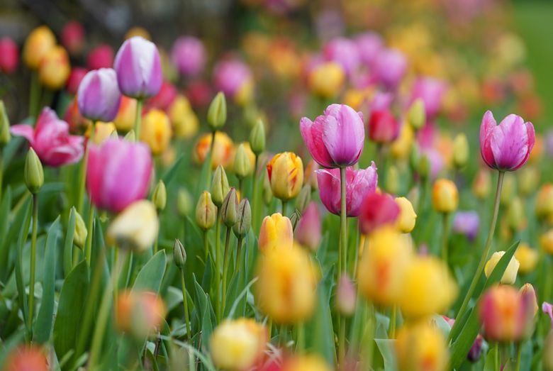 Monty Don gives gardening advice for beautiful tulips this spring