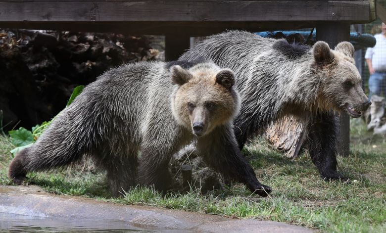 A Swedish Teenager Punched a Bear in the Face to Save His Dad