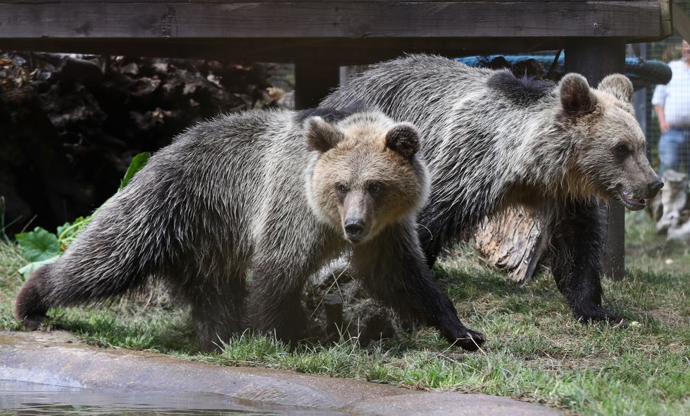 Two rescued brown bear cubs, Mish (left) and Lucy, arrive at their new home with the wildlife conservation charity Wildwood Trust in Herne Bay, Kent