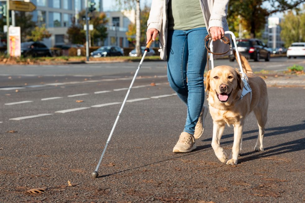 u200b(File pic) Guide dog helps woman cross road