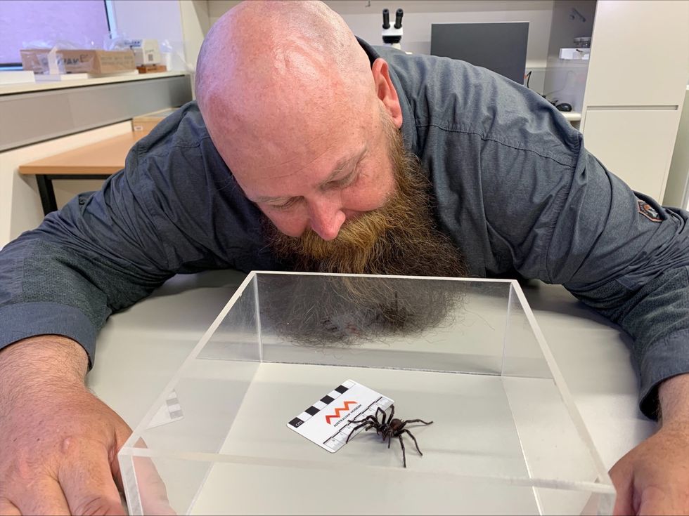 u200bu200bSpider expert Kane Christensen first spotted the spider back in 2018