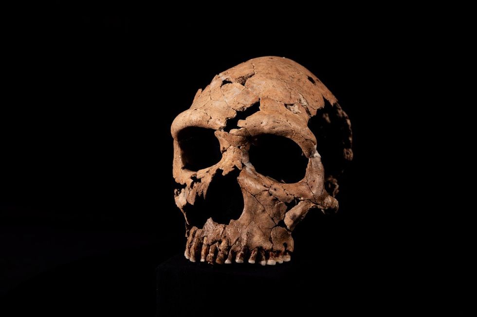 u200b75,000-year-old Neanderthal skull