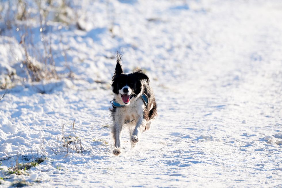 u200bA dog runs through snow in the Pentland Hills, Scotland