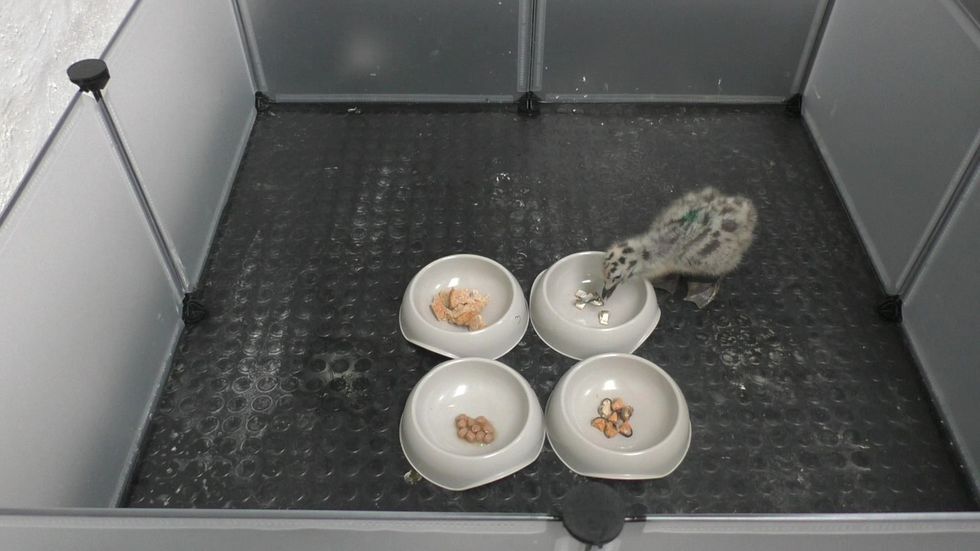 u200bA Herring Gull chick being presented with four types of food