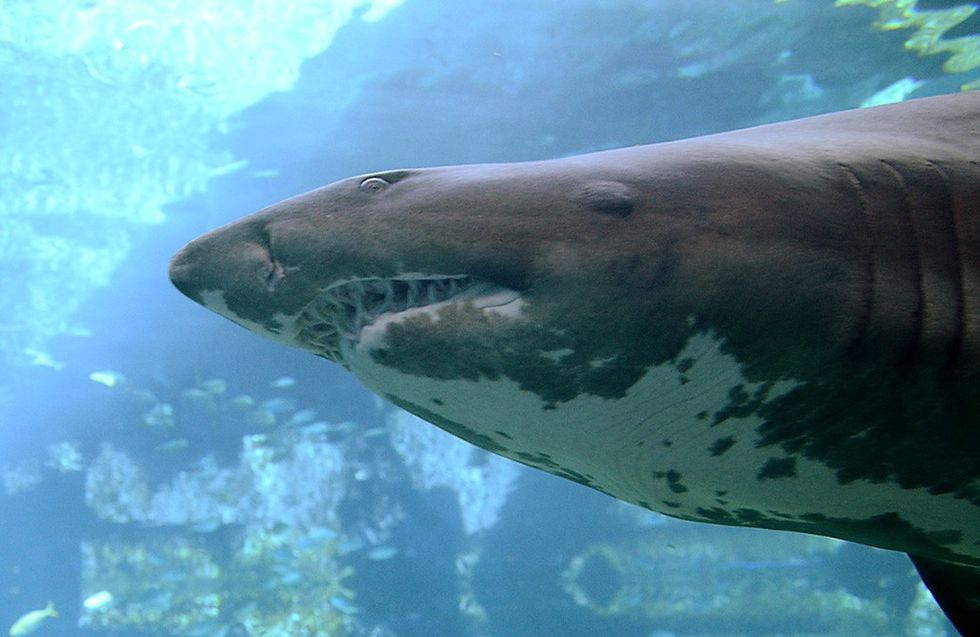 u200bA spotted sand tiger shark (file pic)