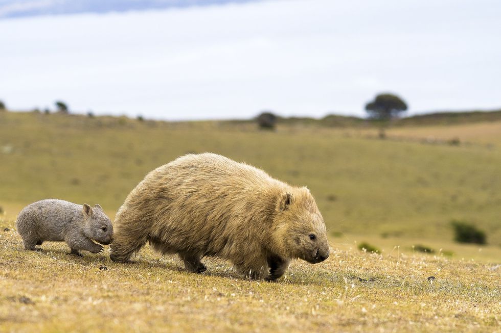 u200bA wombat and a joey (file pic)