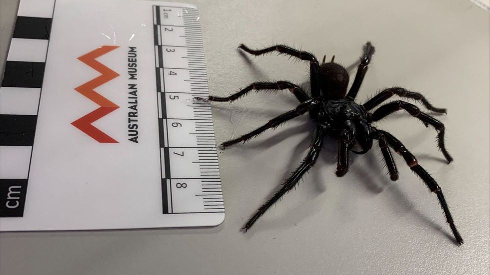 u200bExperts said the spider could be found wandering in a garage or bedroom