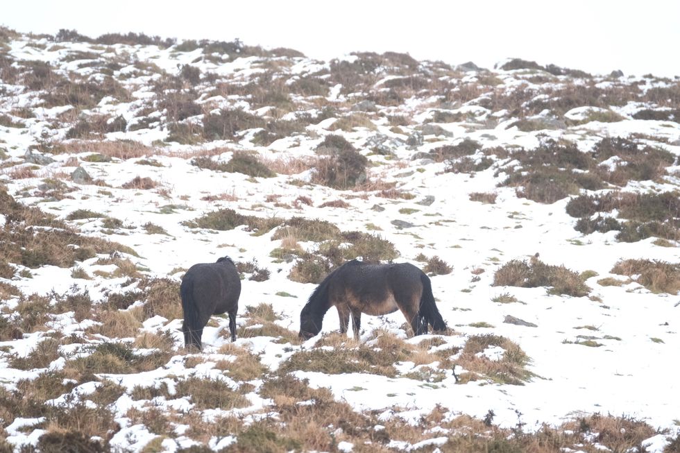 u200bHorses in snowy conditions on Dartmoor earlier this year