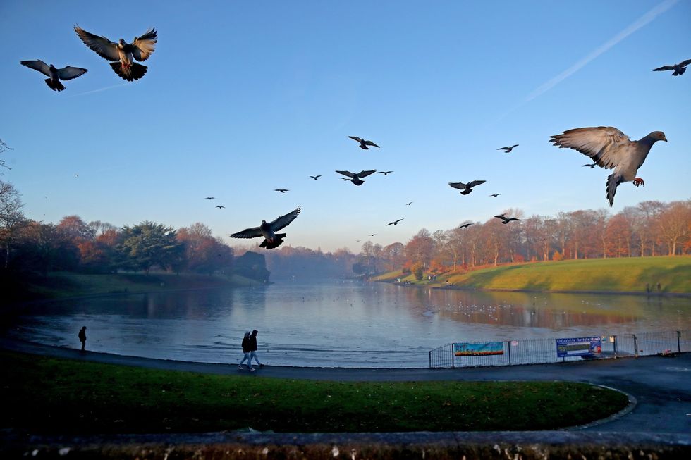 u200bPigeons fly above a mist covered lake in Sefton Park