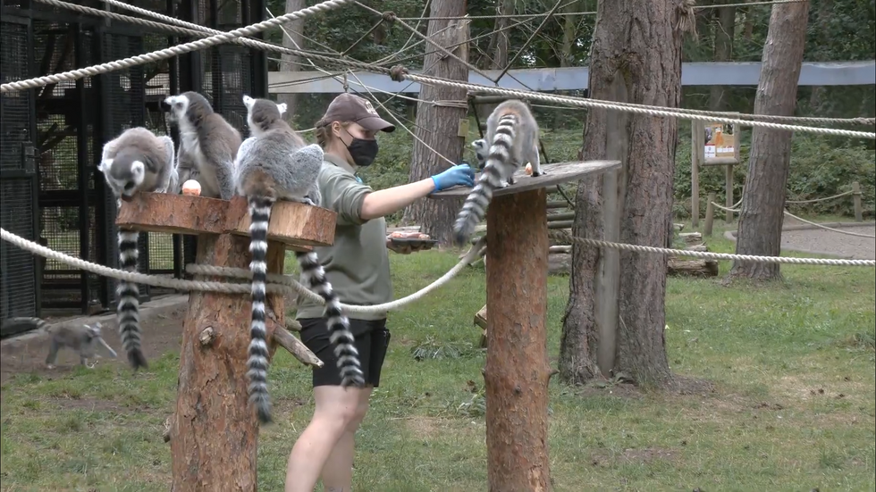 u200bRing-tailed lemurs enjoying a frozen sweet potato