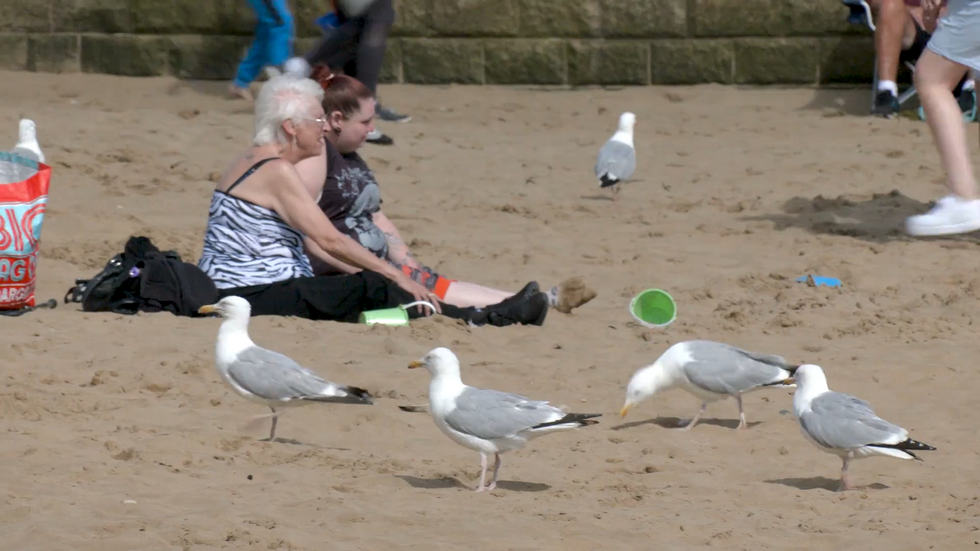 u200bSeagulls on Scarborough beach