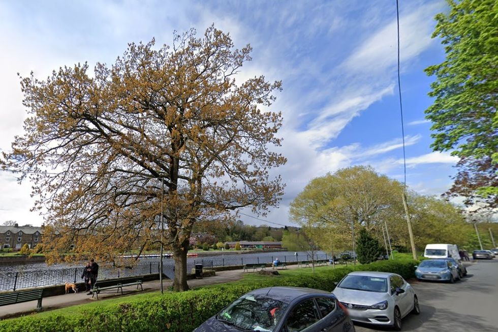 \u200bTittybottle tree in Otley