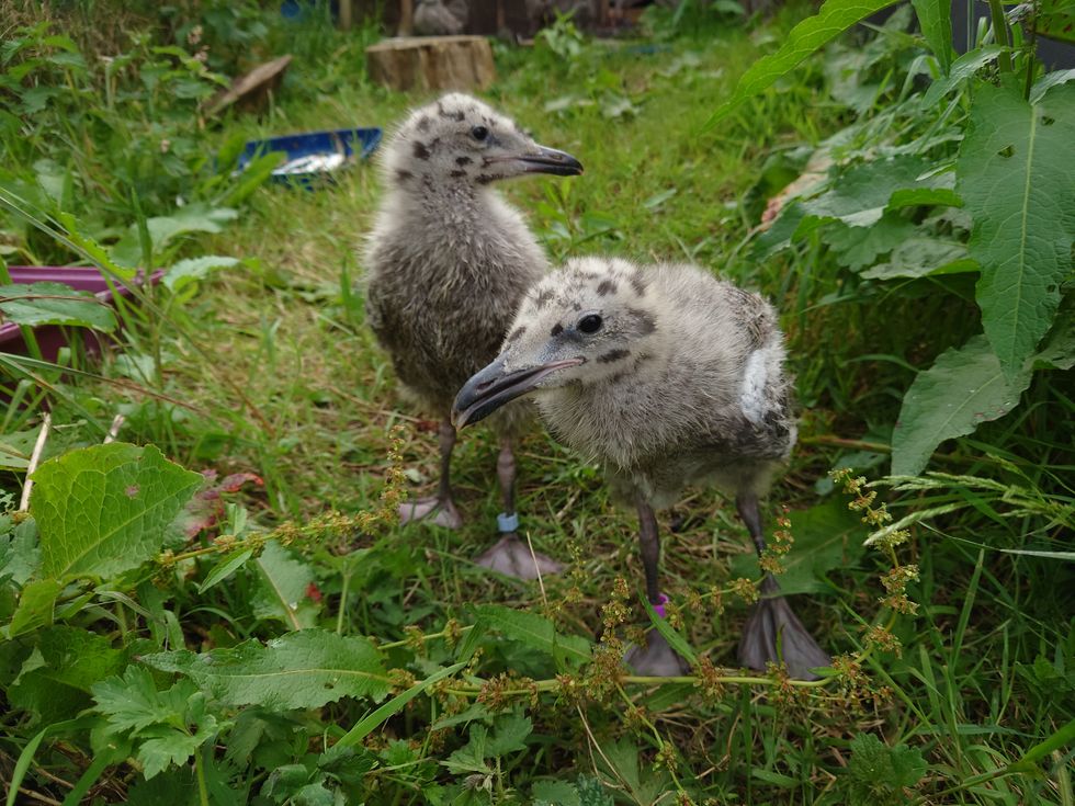 u200bTwo Herring Gull chicks