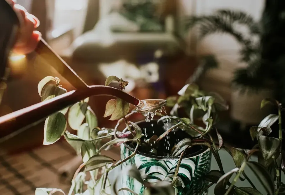 Watering houseplants