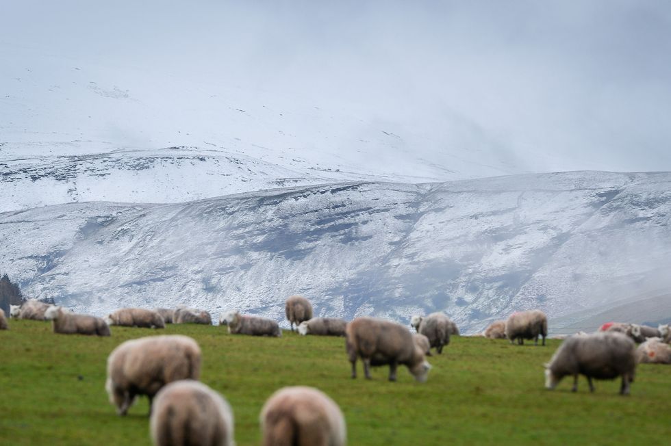 Welsh Labour claims countryside is 'racist' as those of ethnic backgrounds face 'barriers created by exclusions and racism'