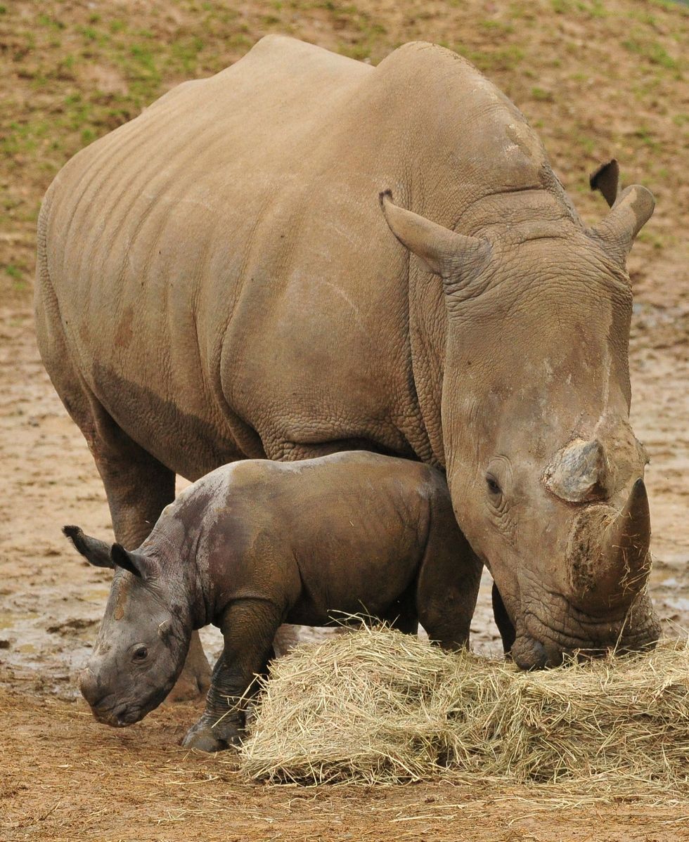 White rhinos