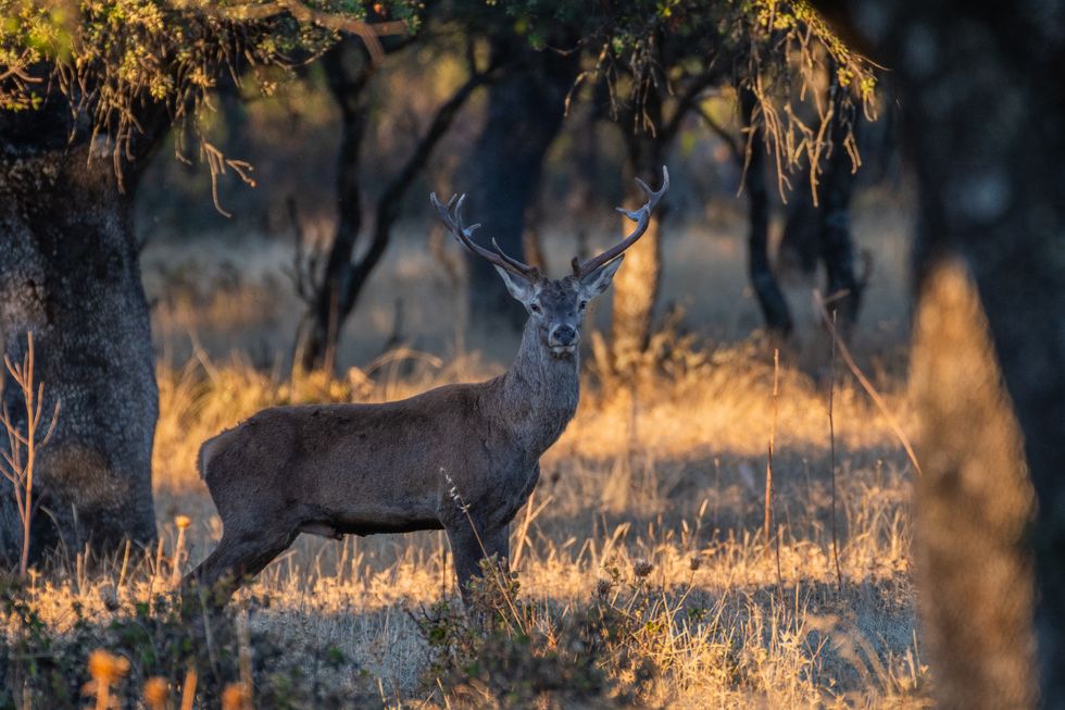 Wild stag