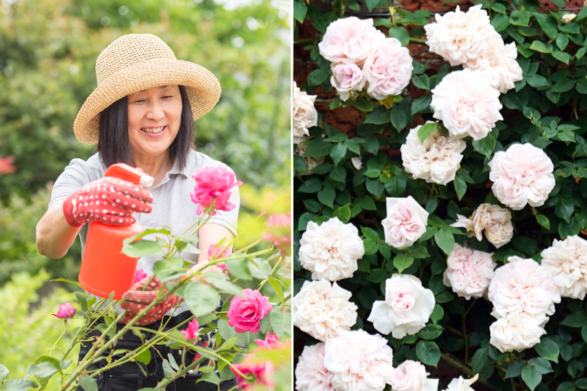 Woman caring for roses / white roses in garden 