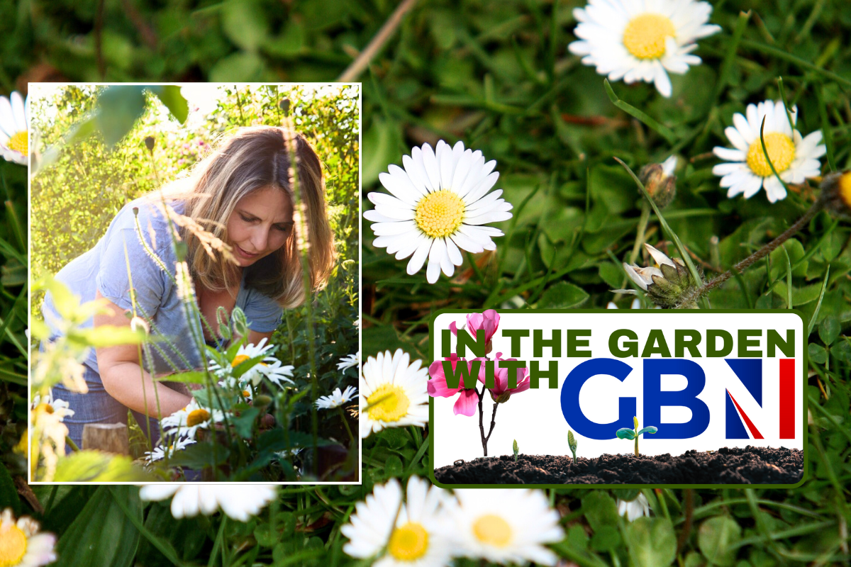 Woman gardening daisies / daisies