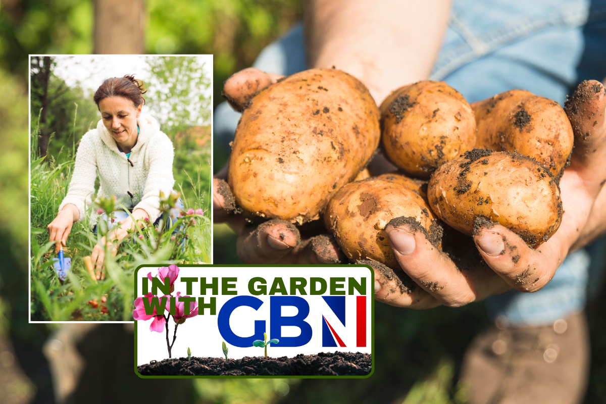 Woman gardening / potatoes in hands