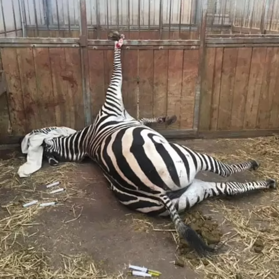 Zebra